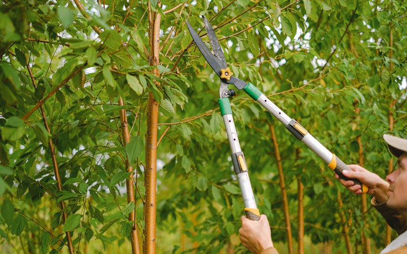 Tree trimming in Earlville, IA